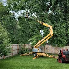 Best Root Management and Removal  in Flatwoods, KY
