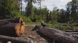 Best Tree Disease Treatment  in Flatwoods, KY