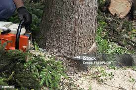 How Our Tree Care Process Works  in  Flatwoods, KY
