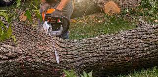 Reliable Flatwoods, KY Tree Services Solutions