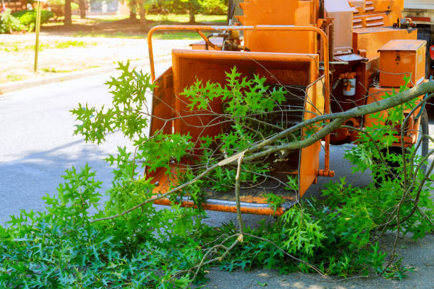 Best Emergency Tree Removal  in Flatwoods, KY