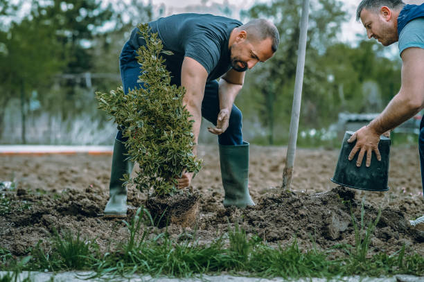 Best Tree Cabling and Bracing  in Flatwoods, KY