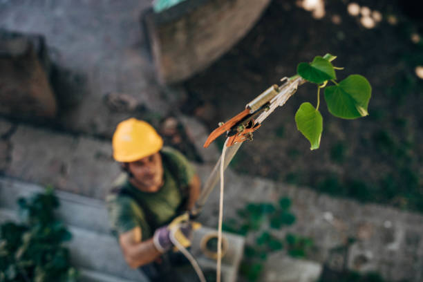 Best Leaf Removal  in Flatwoods, KY