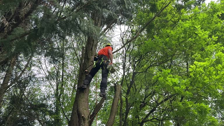 Best Tree Health Inspection  in Flatwoods, KY