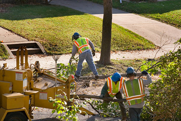 Best Lawn Disease Treatment  in Flatwoods, KY
