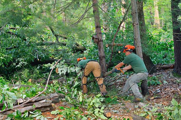 Best Lawn Watering Services  in Flatwoods, KY