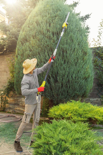 Trusted Flatwoods, KY Tree Services Experts