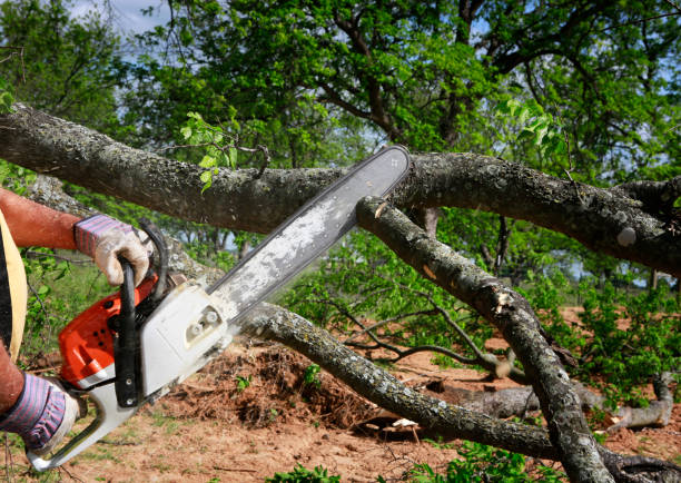 Best Lawn Grading and Leveling  in Flatwoods, KY